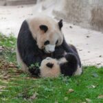 Chengdu Panda Highlight Day Tour:Chengdu Panda Base& Wenshu Monastery& Kuanzhai Alley