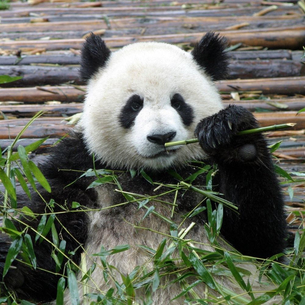 1-Day Tour Chengdu Research Base of Giant Panda 1-Day Tour Chengdu Research Base of Giant Panda